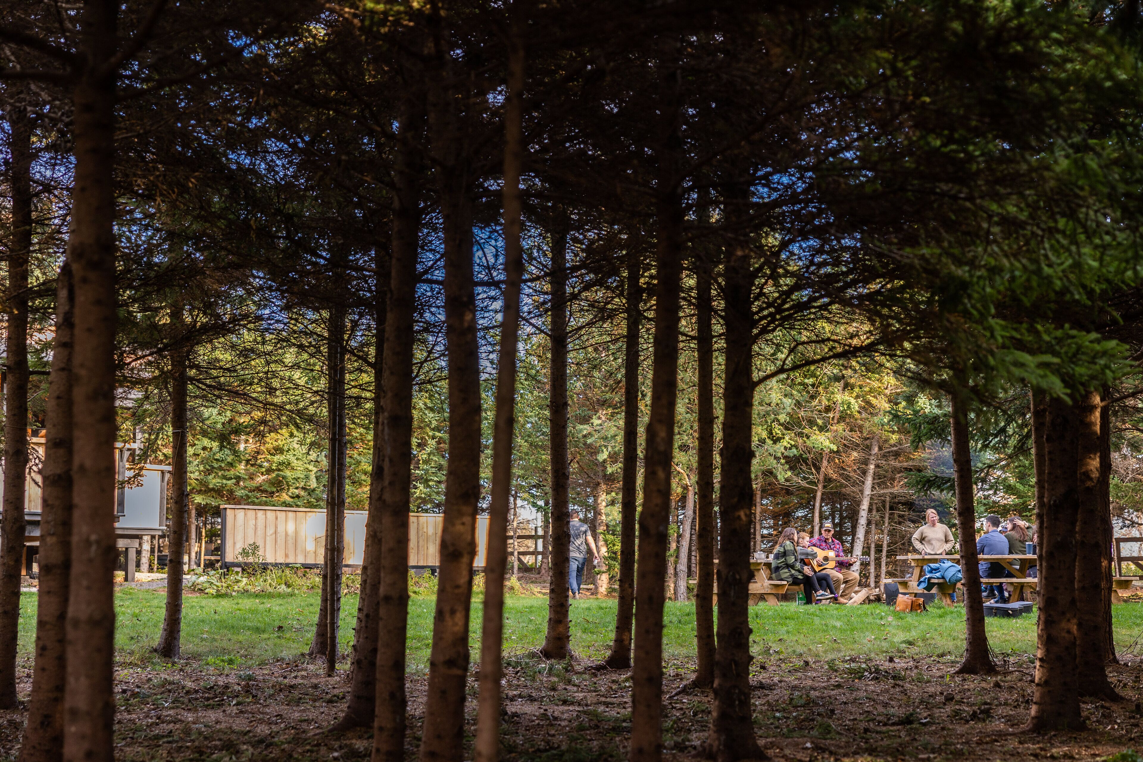 A forested area with picnic tables and people sitting and walking.