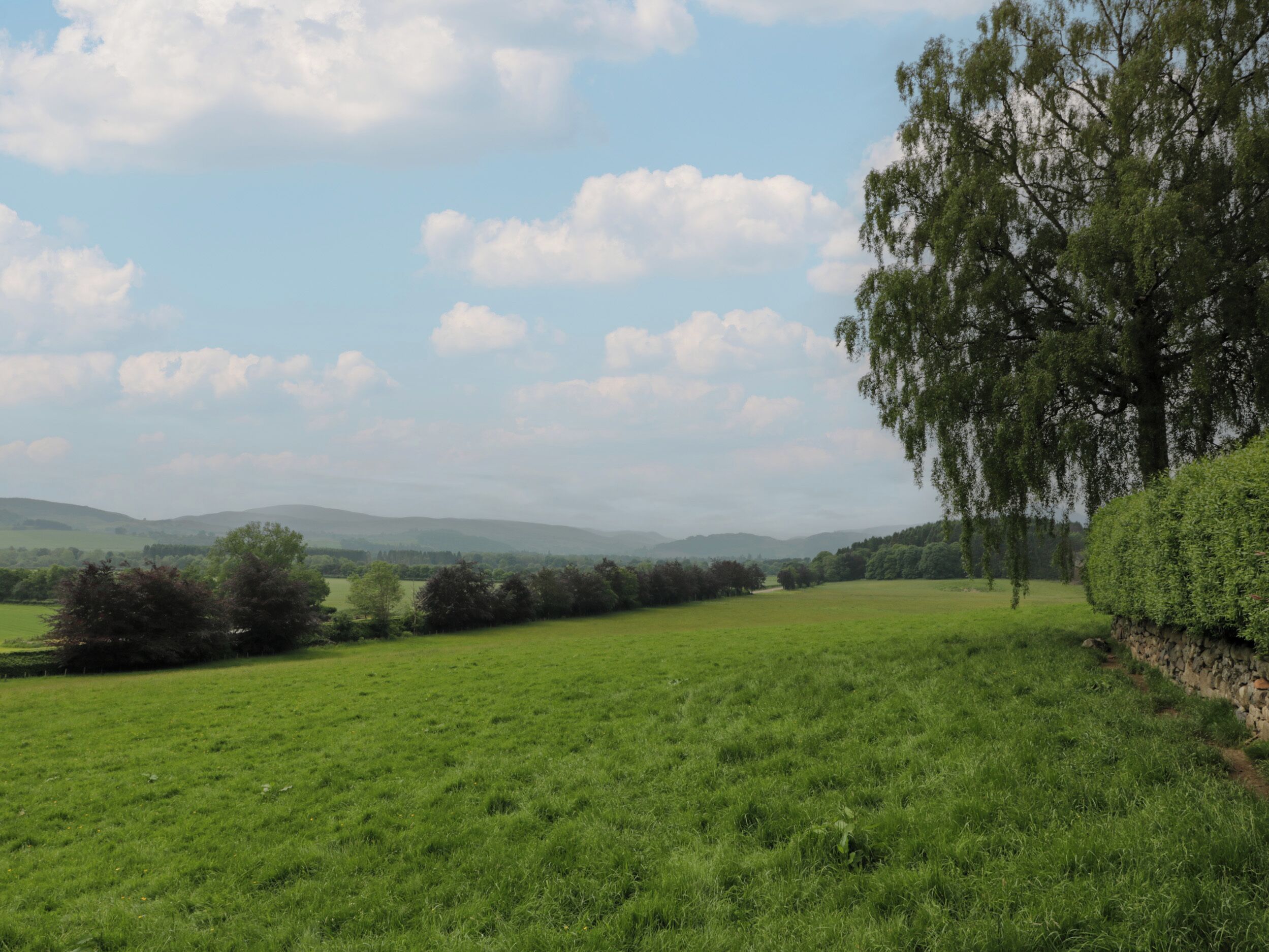 A grassy field with trees and hills in the background.