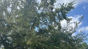 A residential driveway leading to a garage with a tree in the foreground. - 4BR Disney Villa w/ Private Pool - Lake Berkley Resort (Kissimmee)