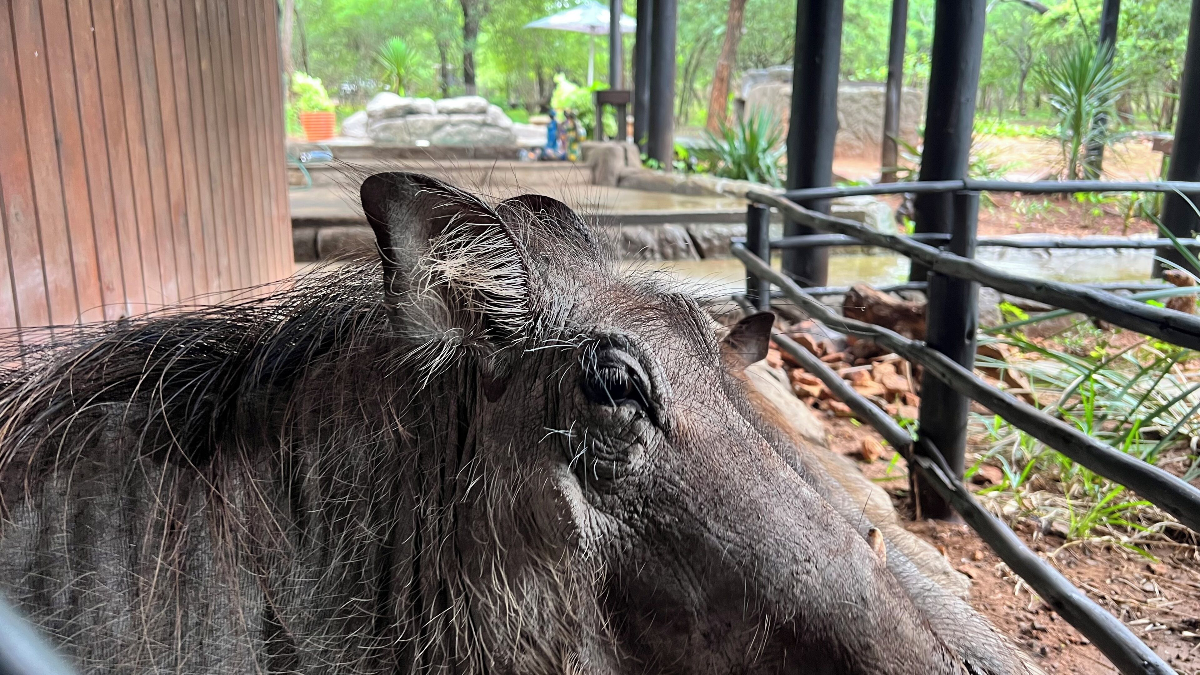 Primer plano de un tapiro con un pelaje denso, de pie en un recinto con una estructura de madera y un elemento acuático al fondo.