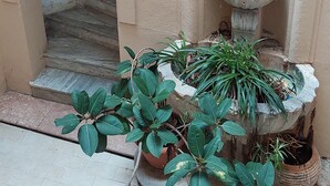 A potted plant in a courtyard with a stone fountain and a staircase leading to an entrance. - Nest of the Maximum loft (Palermo)