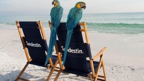 Two blue and yellow parrots perched on a pair of beach chairs with the brand name 'Sandestin' on them, placed on a sandy beach with the ocean in the background.