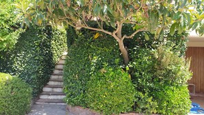 Un jardin agrémenté d’un escalier en pierre, entouré de haies verdoyantes et d’un arbre.