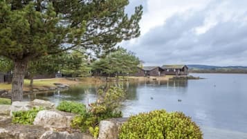 A lakeside property with a cabin, a dock, and a large tree.