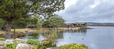 A lakeside property with a cabin, a dock, and a large tree.