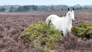 Un cavall blanc de peu en un camp amb vegetació escassa i arbres al fons.