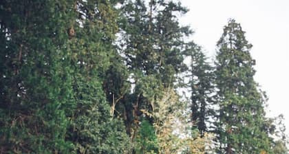 The Eugene Dome: Wine Country, Nature, Hobbit Home