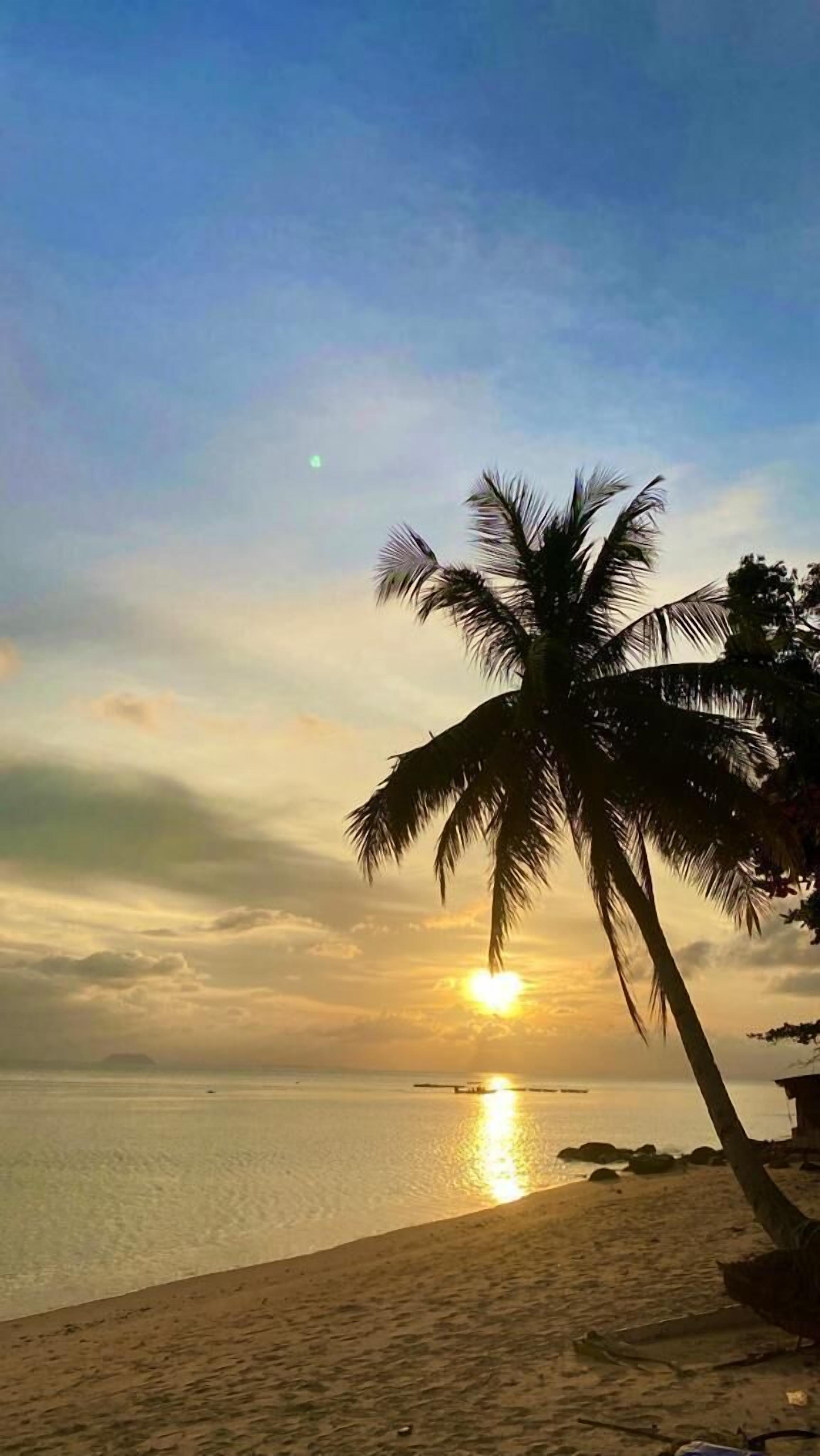 A beach scene with a palm tree and a sunset over the water.