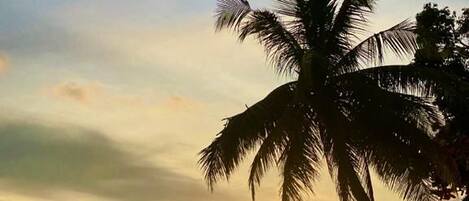 A beach scene with a palm tree and a sunset over the water.