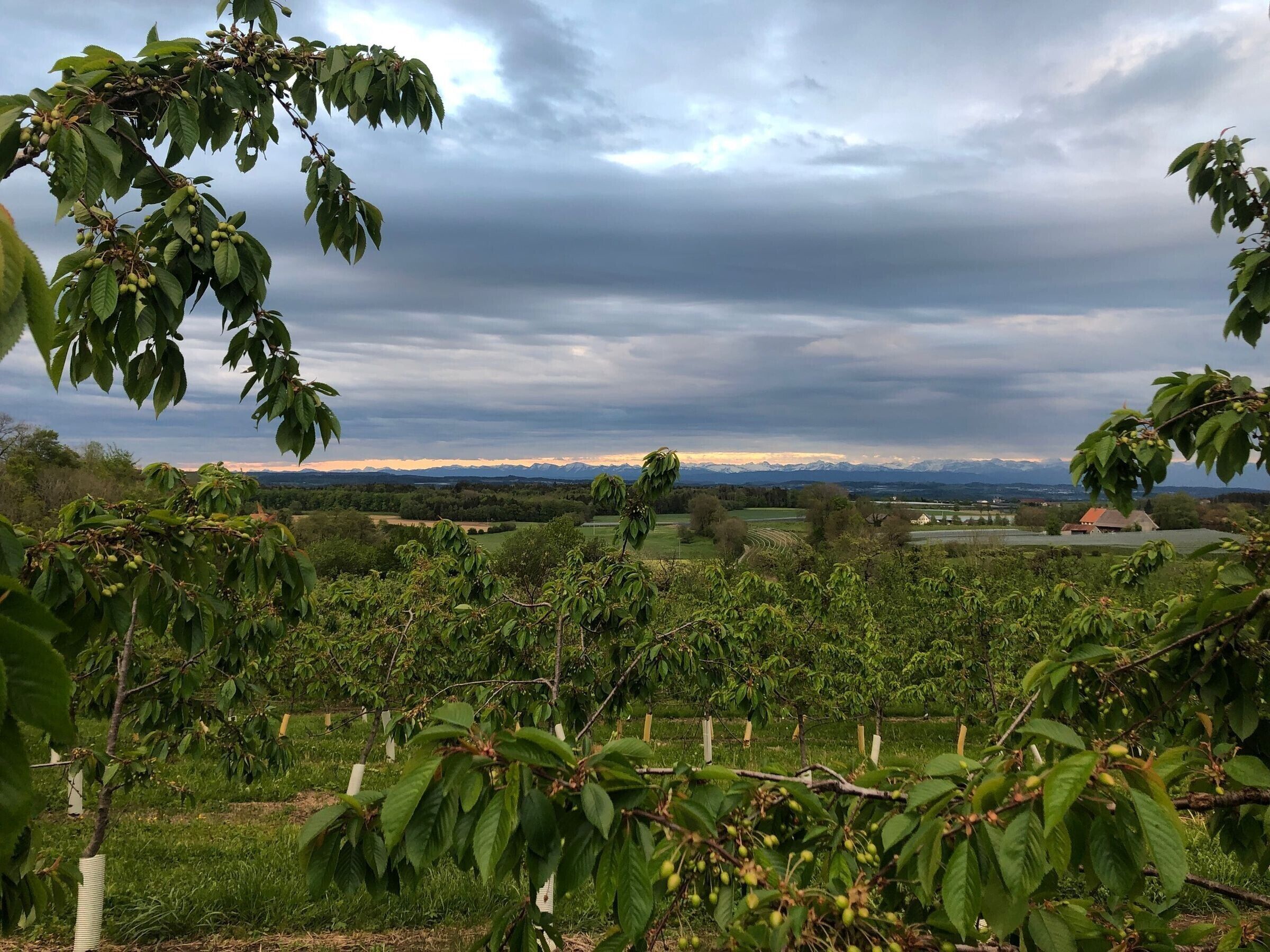 Ein Weinberg mit Baumreihen und einer entfernten Bergblick unter bewölktem Himmel.