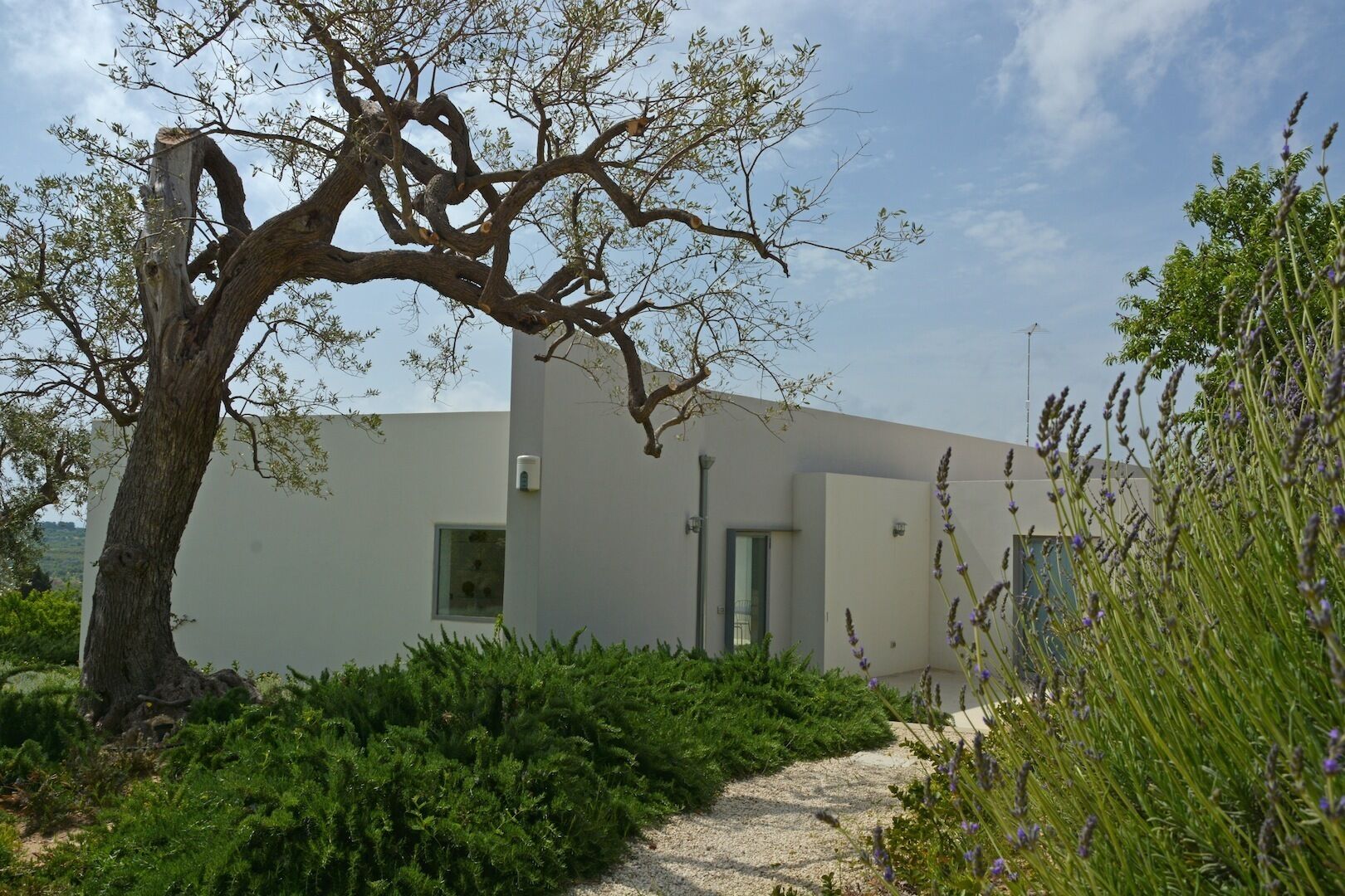 A modern building with a large tree in front, surrounded by greenery and lavender plants.
