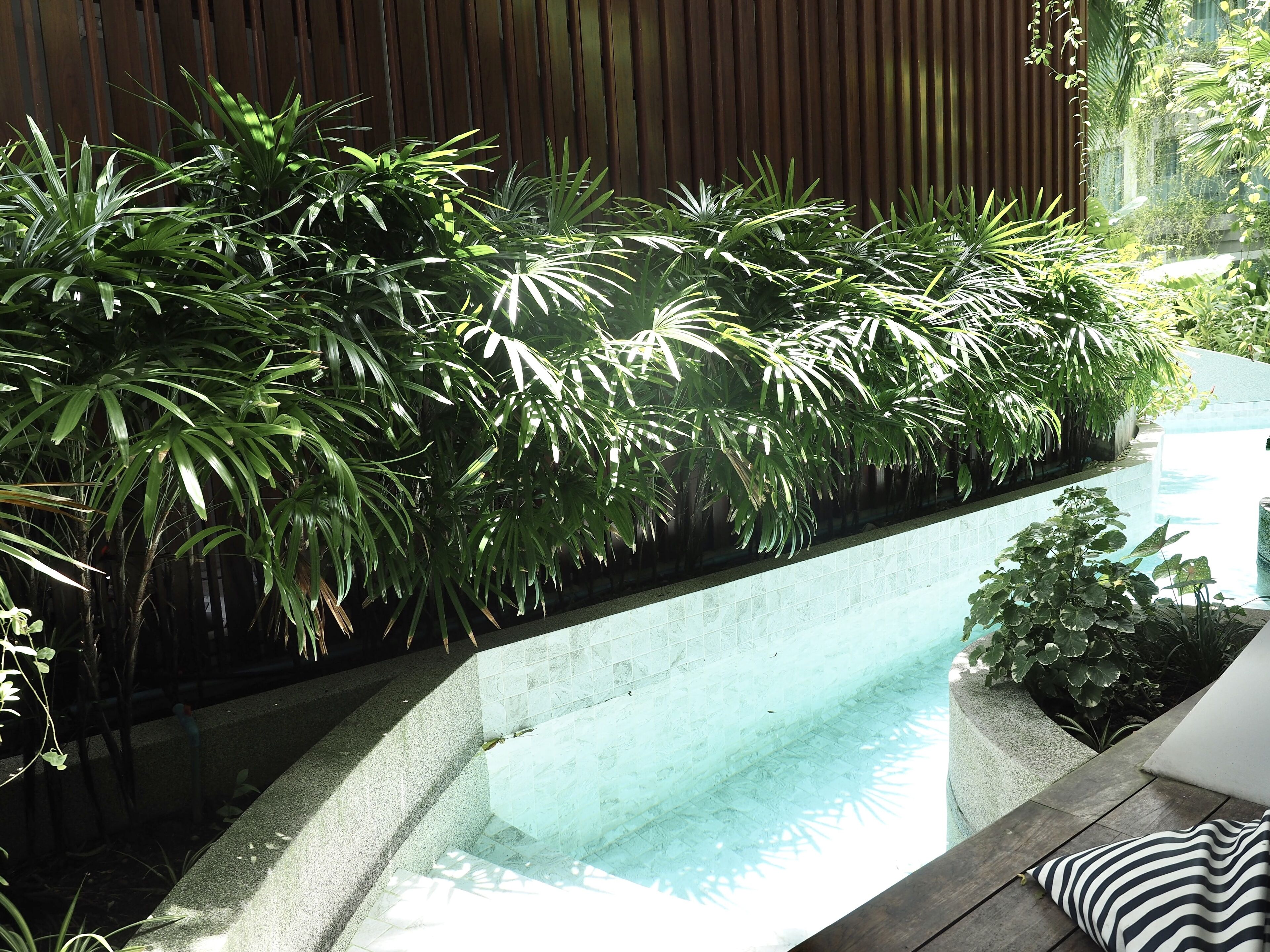 A pool area with a wooden deck and a variety of green plants.