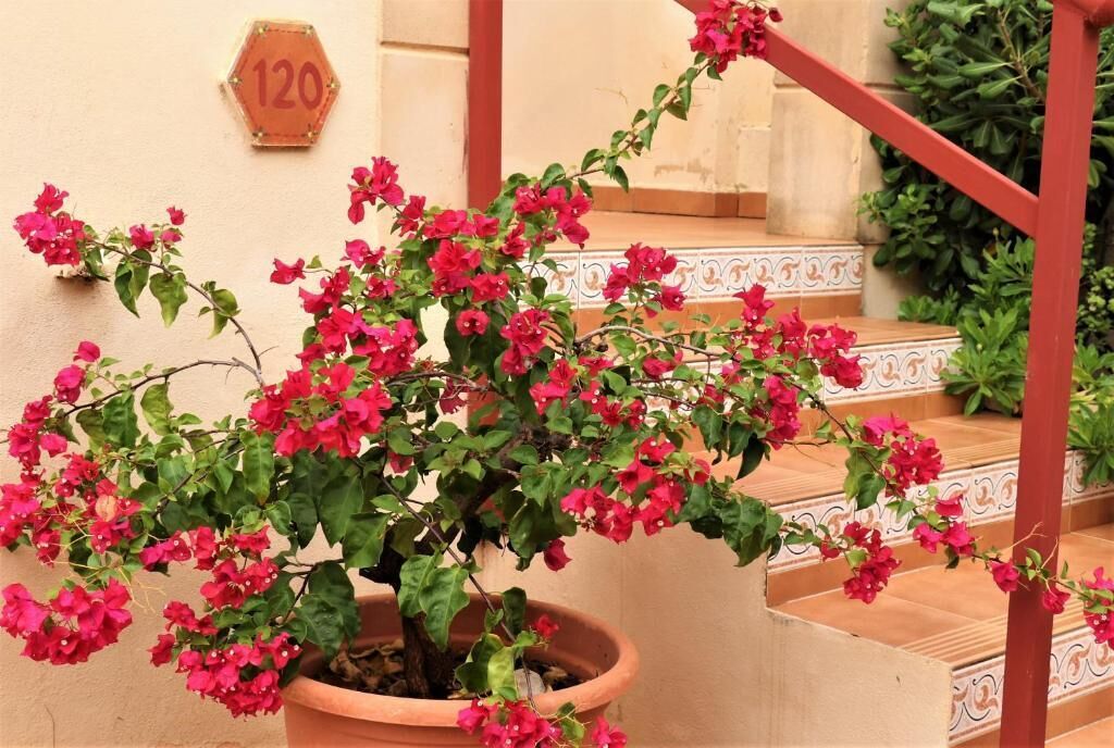 Photo - Fonda Las Palmeras