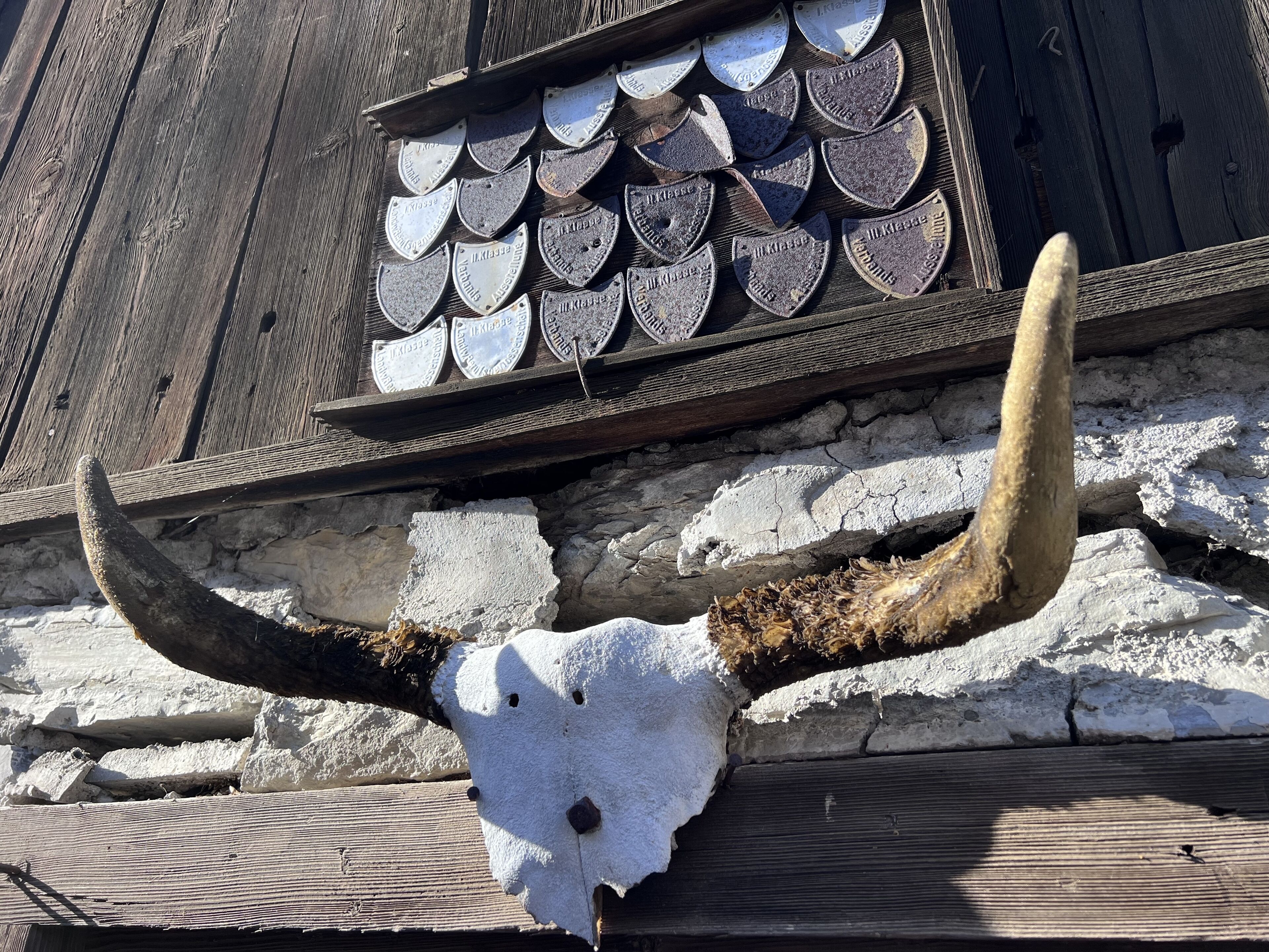 Einisses Schädel an einer Holzwand montiert, darüber eine Metallplakette.