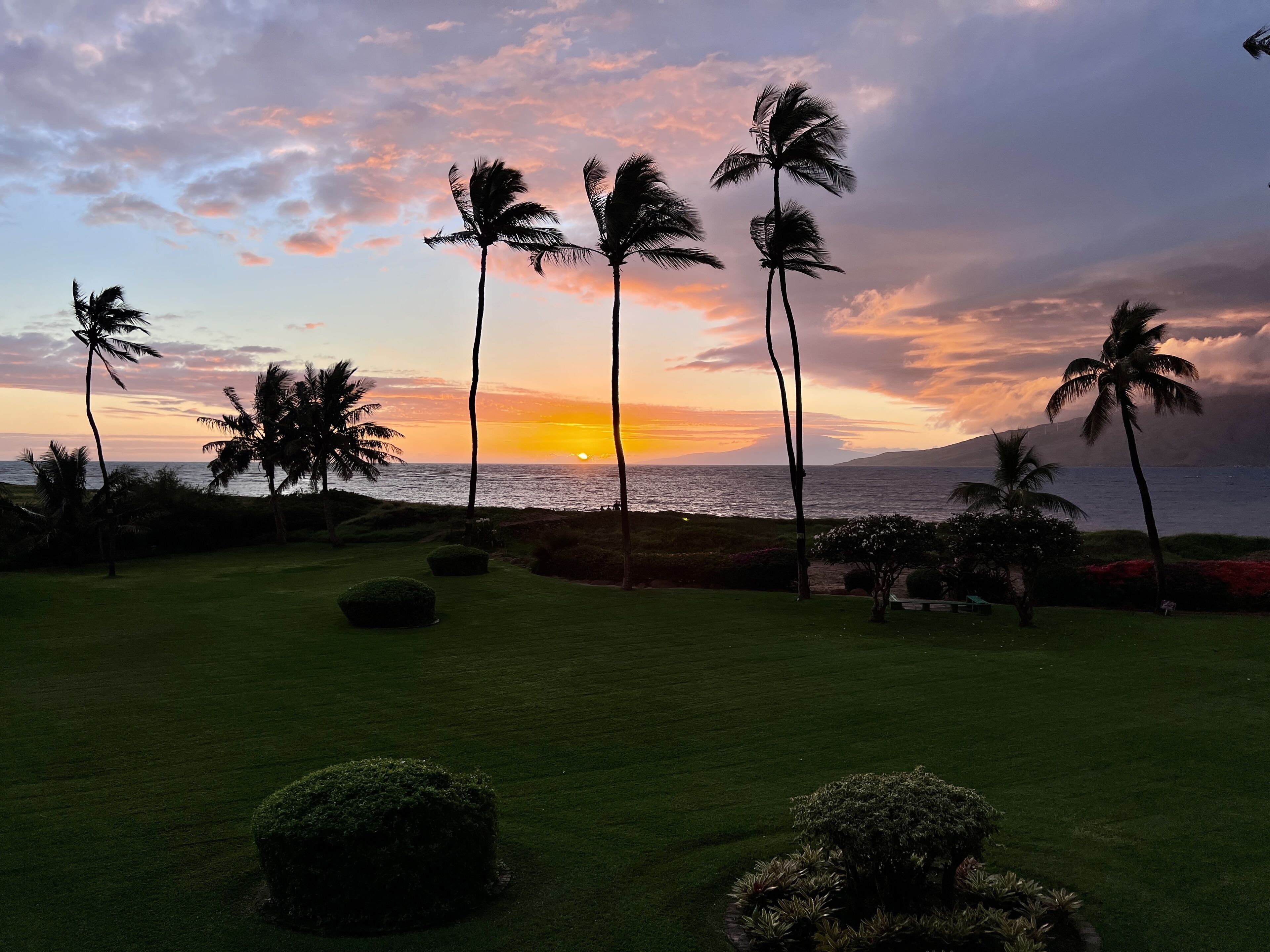 A sunset view with palm trees and a grassy area.
