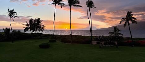 A sunset view with palm trees and a grassy area.