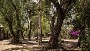 A serene garden with large trees, stone pathways, and decorative lanterns.