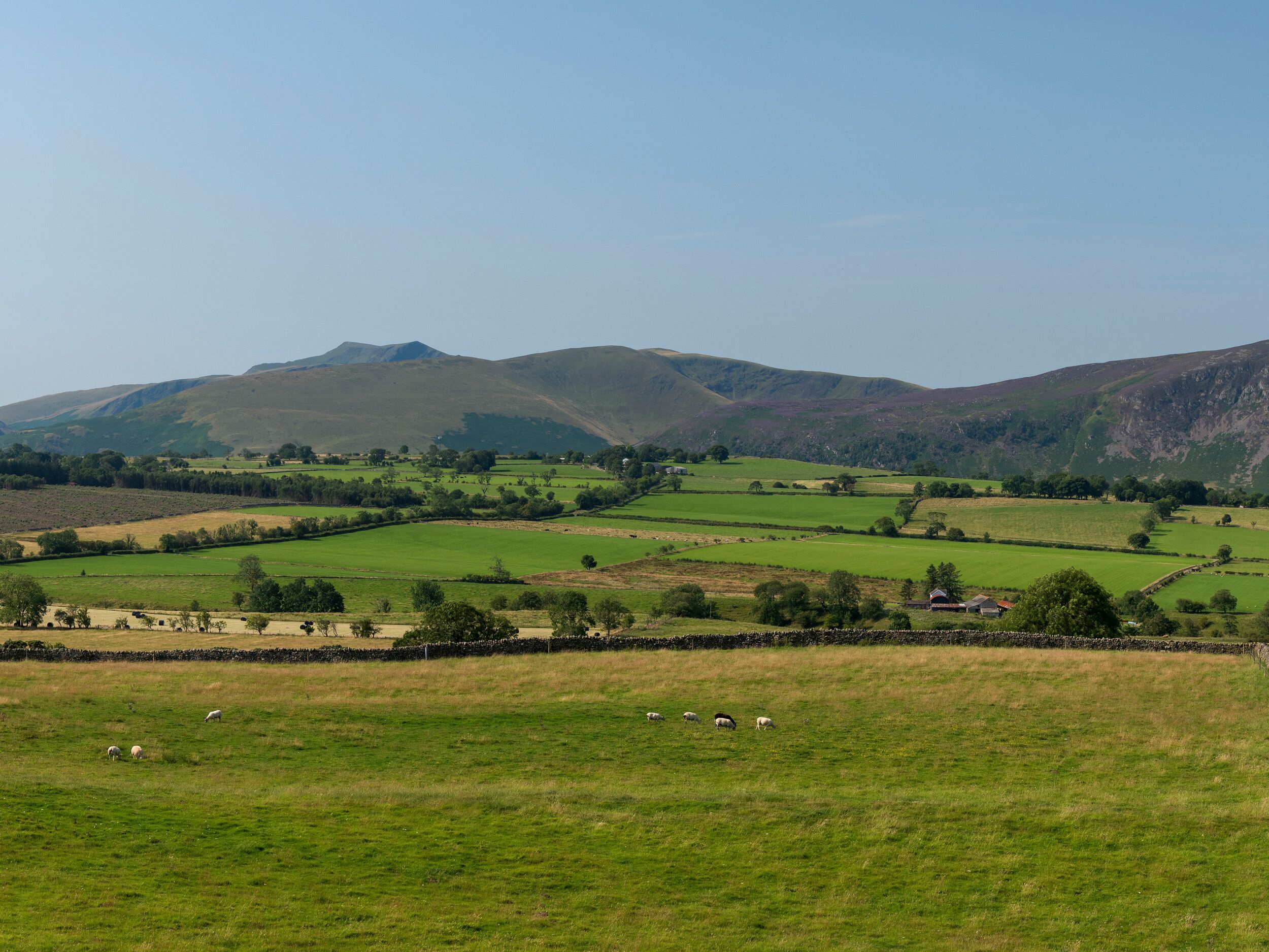 A rural landscape with rolling hills, green fields, and scattered sheep.