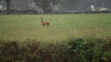 A deer in a grassy field with trees in the background.