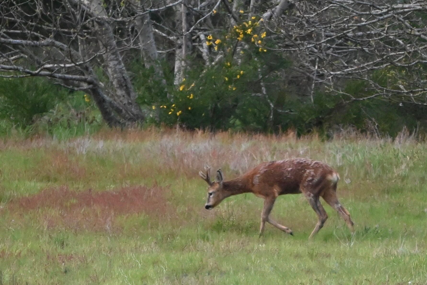 Un cerf dans un champ d’herbe, avec des arbres et des fleurs jaunes en arrière-plan.