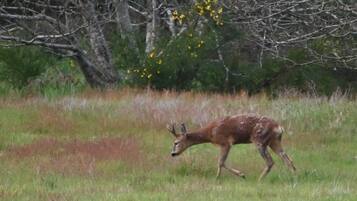 Un cerf dans un champ d’herbe, avec des arbres et des fleurs jaunes en arrière-plan.