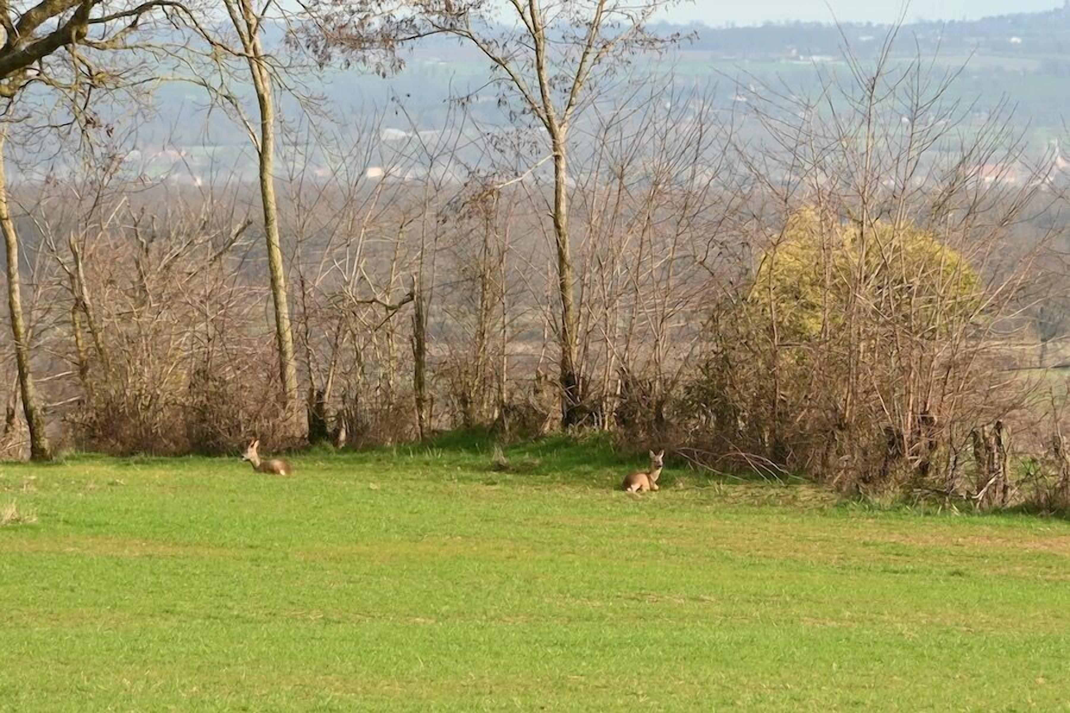 A grassy field with trees and a distant view of a hilly landscape.