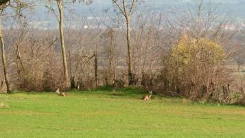 A grassy field with trees and a distant view of a hilly landscape.