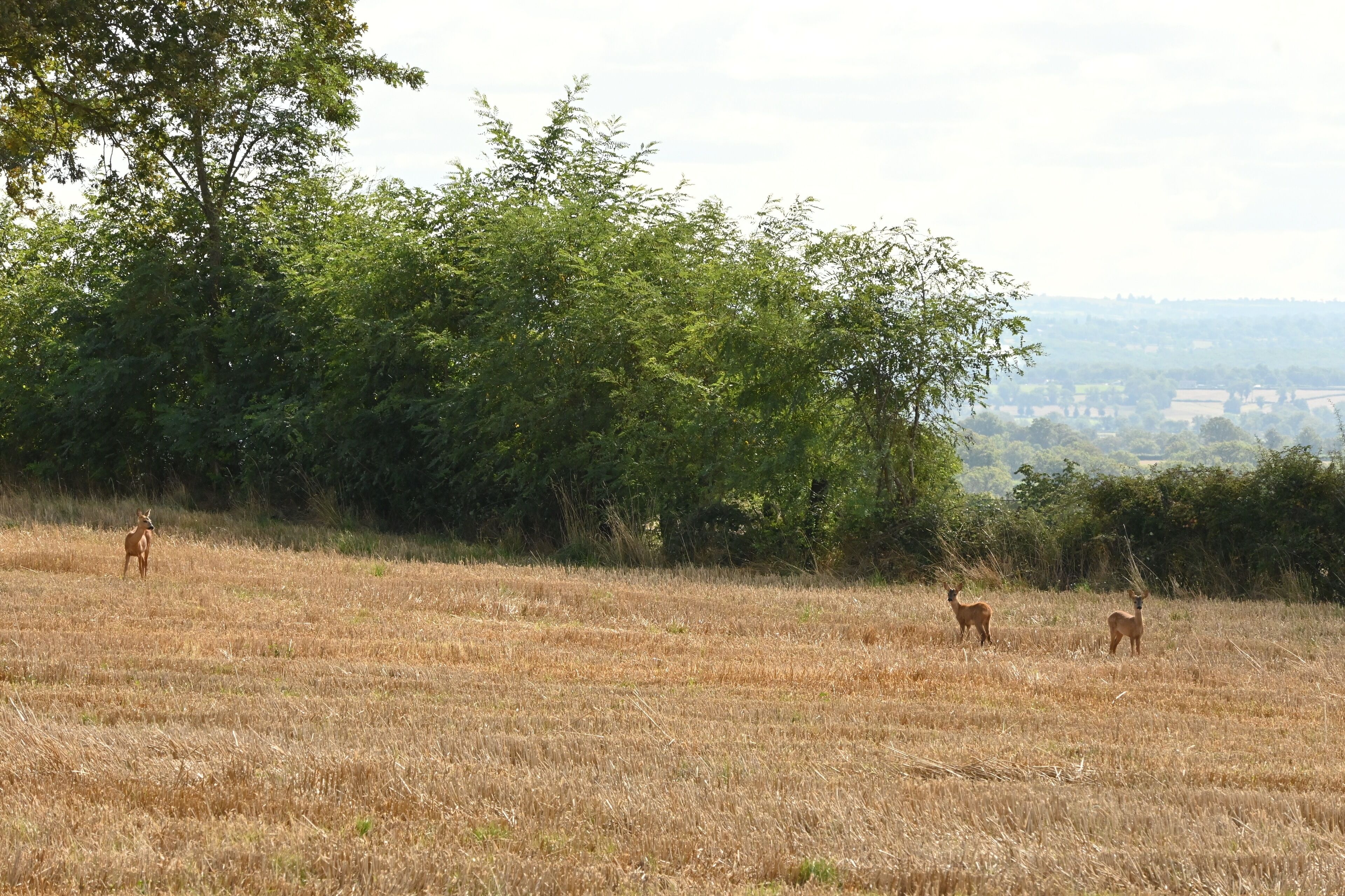 A field with three deer and dense trees in the background.