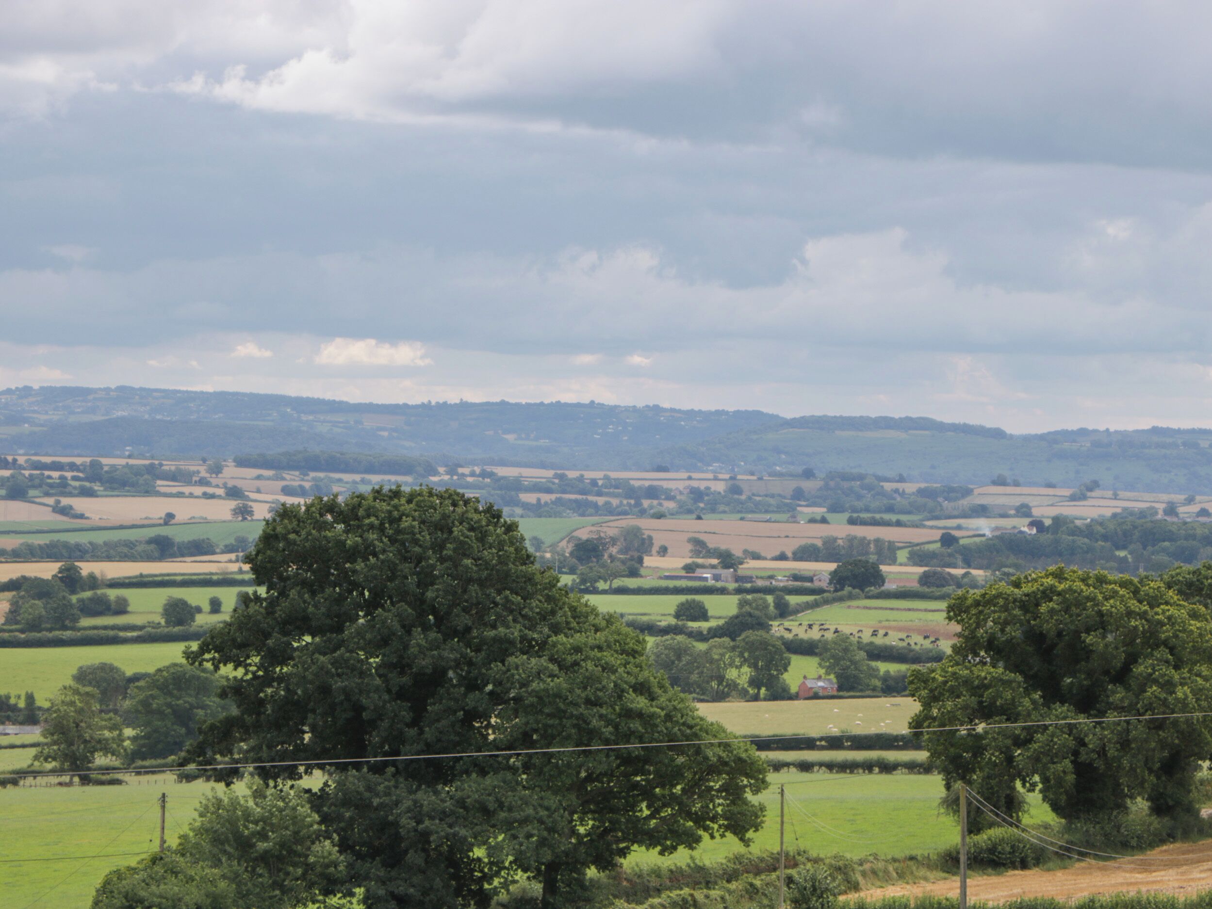 A rural landscape with rolling fields, a prominent tree in the foreground, and a distant hill range under a cloudy sky.