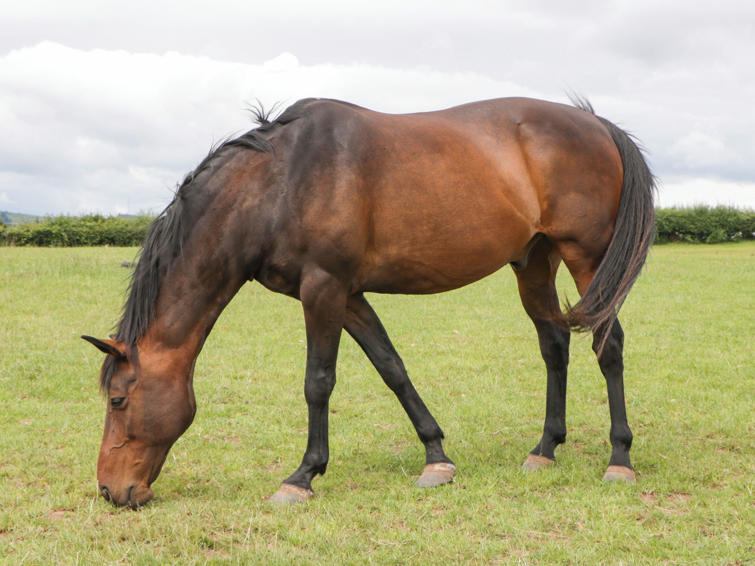 A horse grazing in a grassy field.