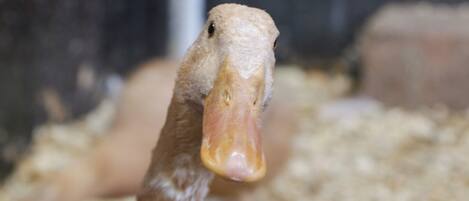 A close-up of a duck's head with a blurred background.