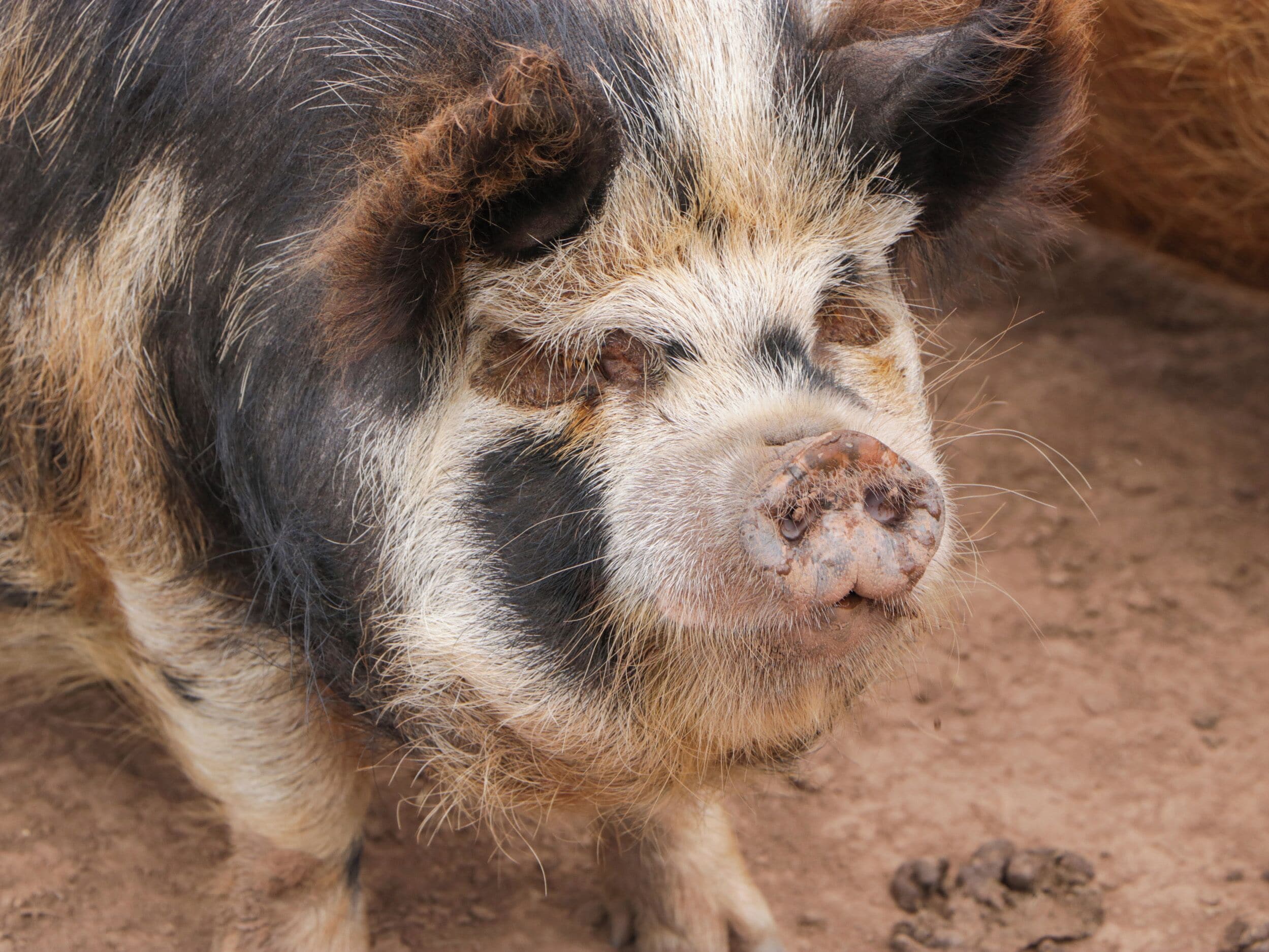 A close-up of a pig's face with visible dirt and mud on its snout and eyes.