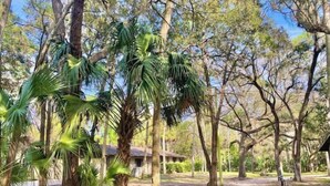 A pathway leading to a building surrounded by trees and a palm tree. - Oak Rock Ranch - Riverfront - Scenic Old Florida (Inglis)
