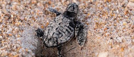 Turtle Season April-October