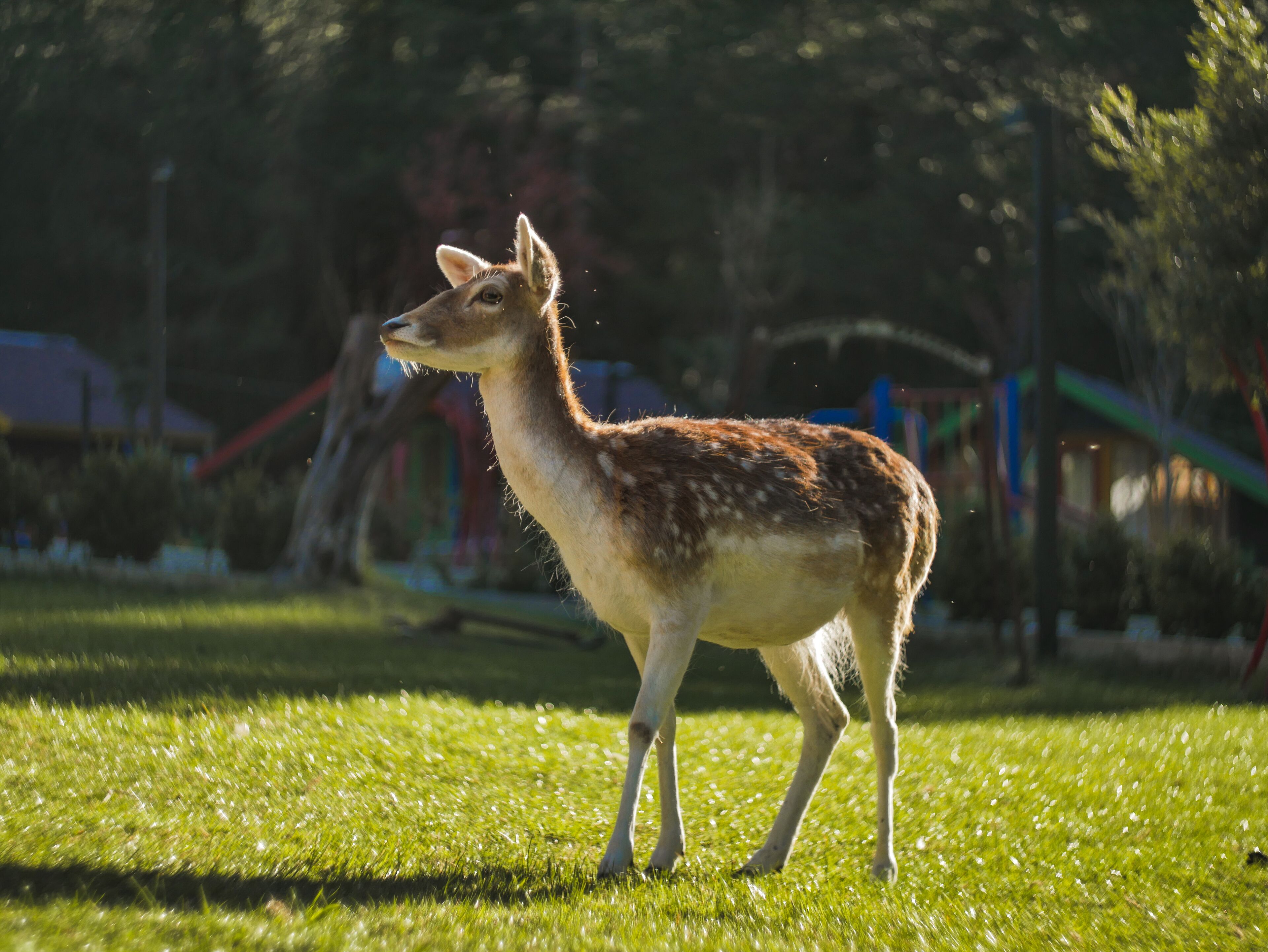 A deer standing on grass in a park with trees and playground equipment in the background.