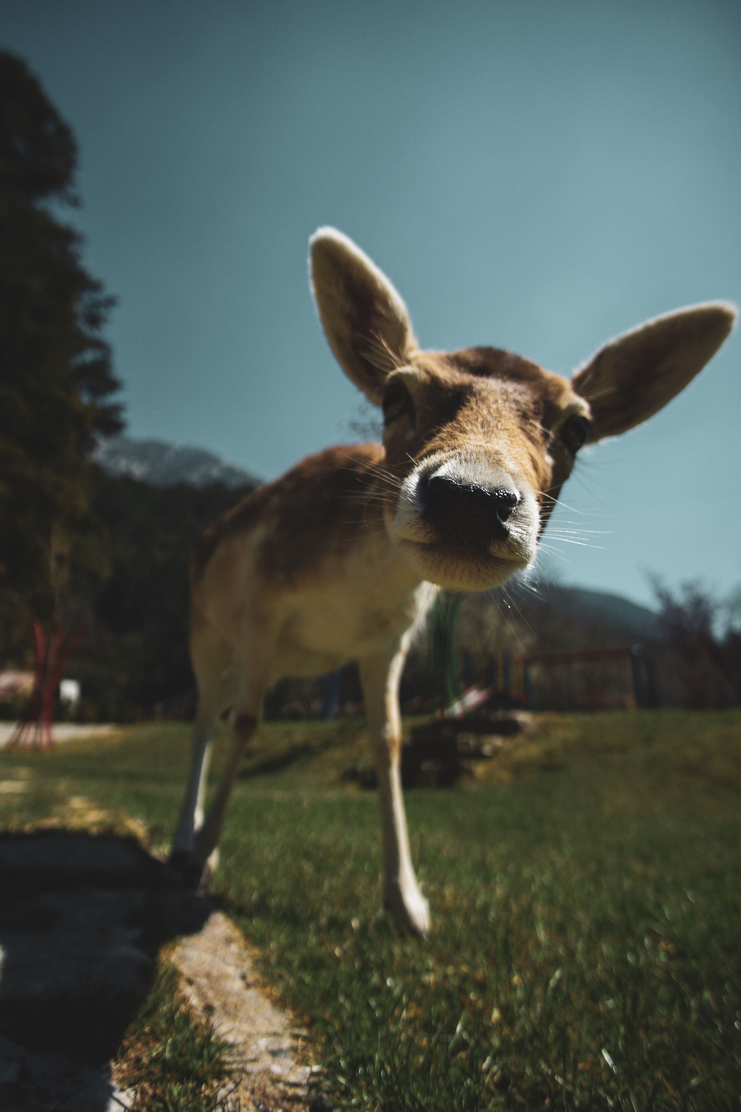 Un gros plan d’un jeune animal aux grandes oreilles, qui pourrait être un cerf, debout dans l’herbe, avec un ciel dégagé en arrière-plan.