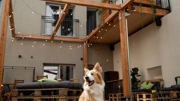 Un perro sentado en un patio de hormigón con una pérgola de madera, luces colgantes y un balcón con plantas.