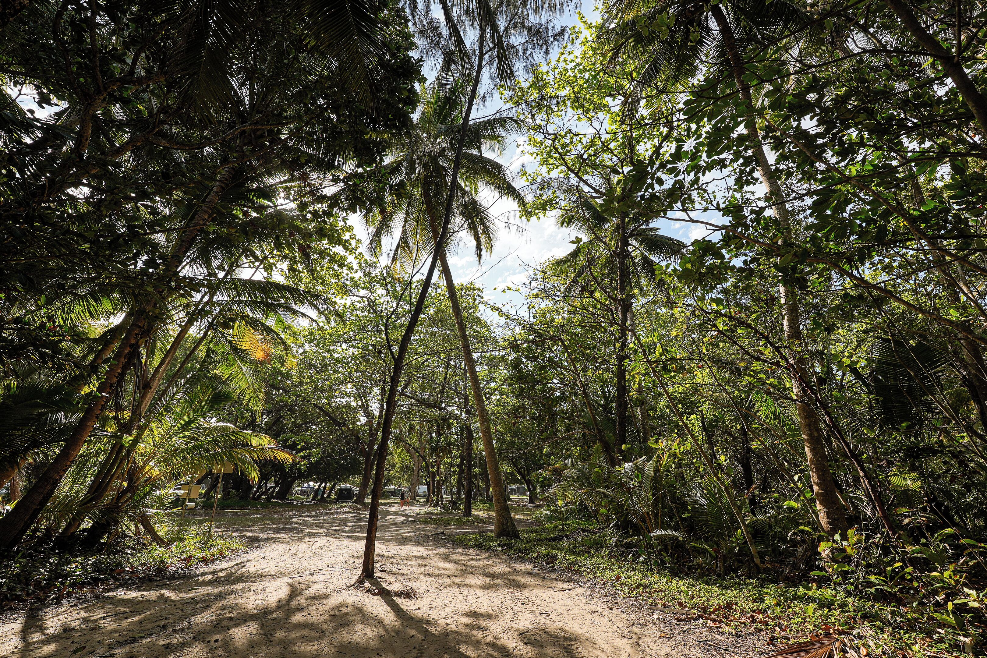 A dirt path through a dense forest with tall trees and undergrowth.