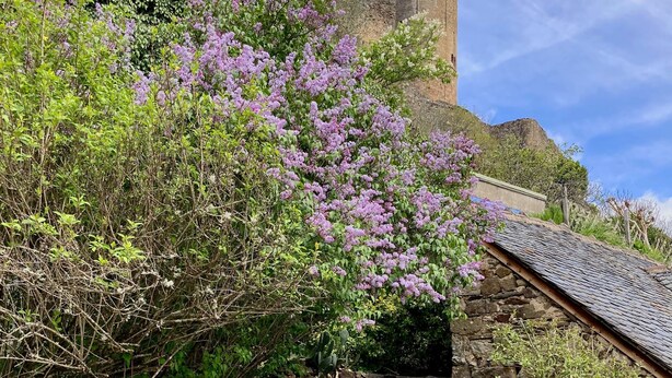 Una escalera de piedra que lleva a un castillo con una torre, rodeado de vegetación exuberante y flores moradas.