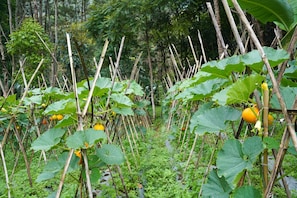 Ein Garten mit Pflanzen, die von Bambusstöcken gestützt werden.