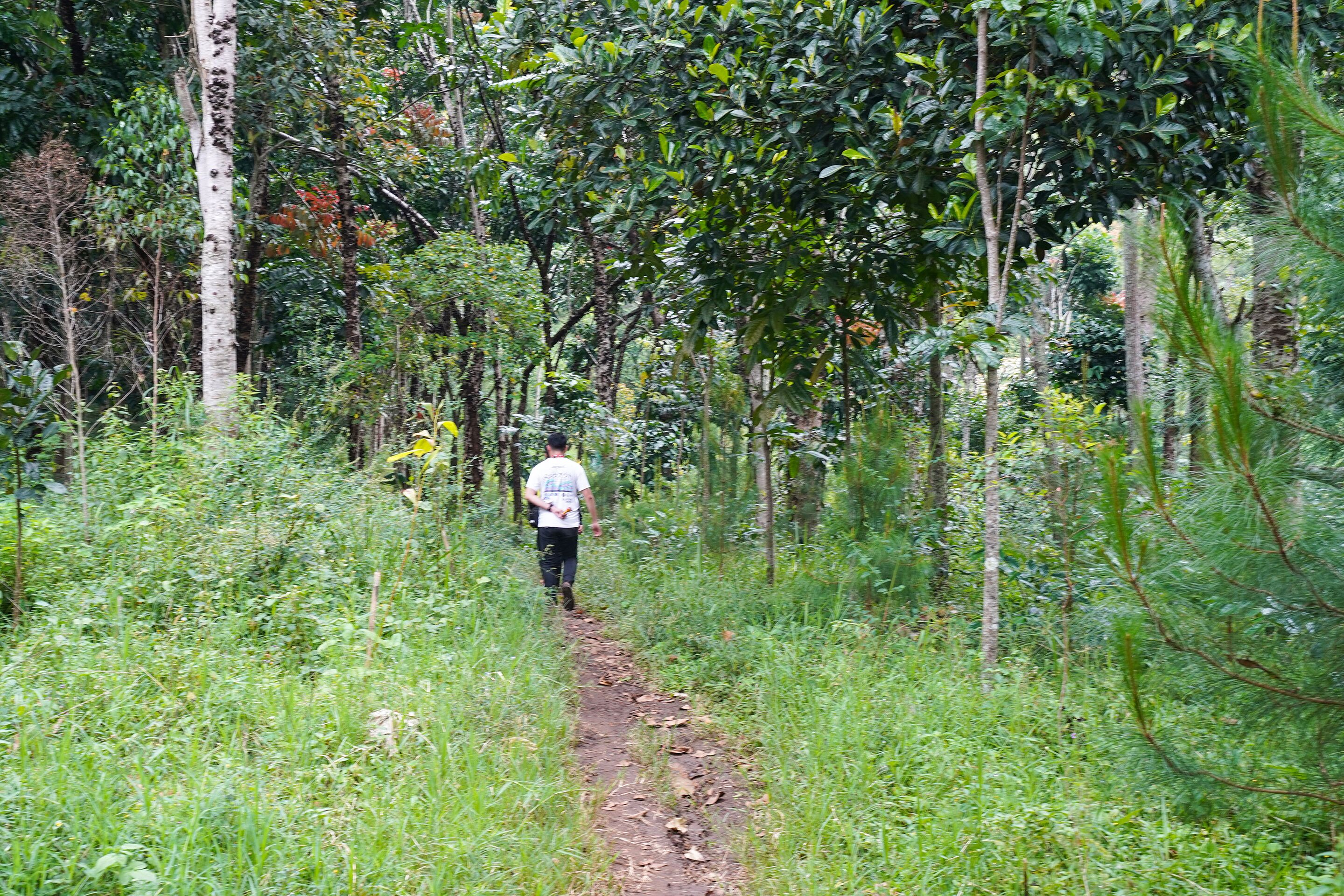 A person walking on a narrow dirt path surrounded by dense greenery and trees.