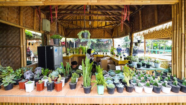 Een bamboestructuur met verschillende potplanten op planken en tafels.