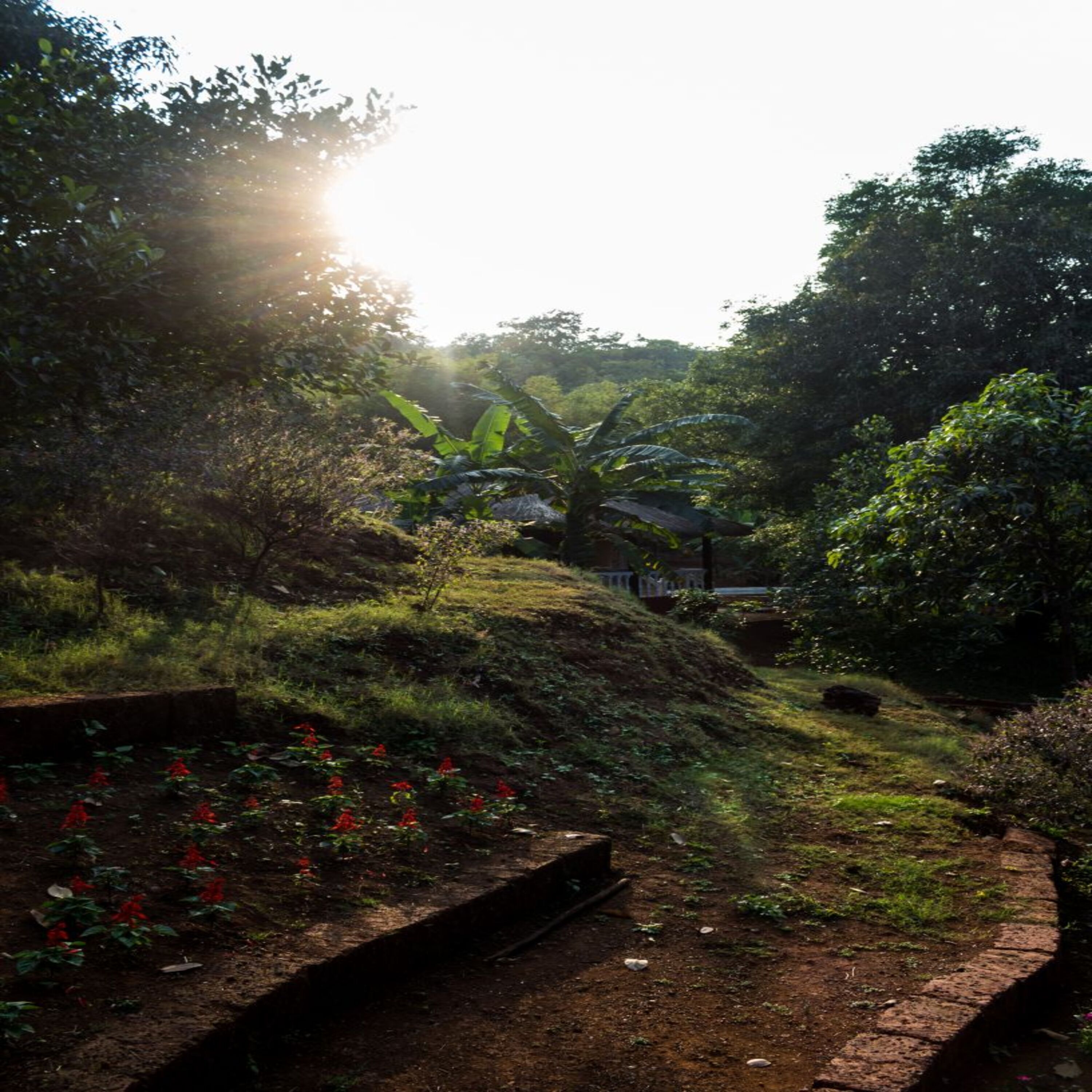A garden with a pathway, red flowers, and a banana plant.