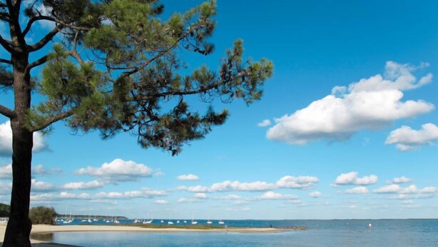 A beach with a large tree, clear sky, and calm water. - Les Grands Pins by Interhome (Maubuisson)