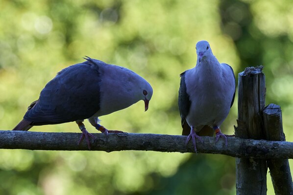 Dos palomas posadas en una rama.
