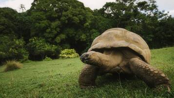 A tortoise on a grassy field with dense trees in the background.