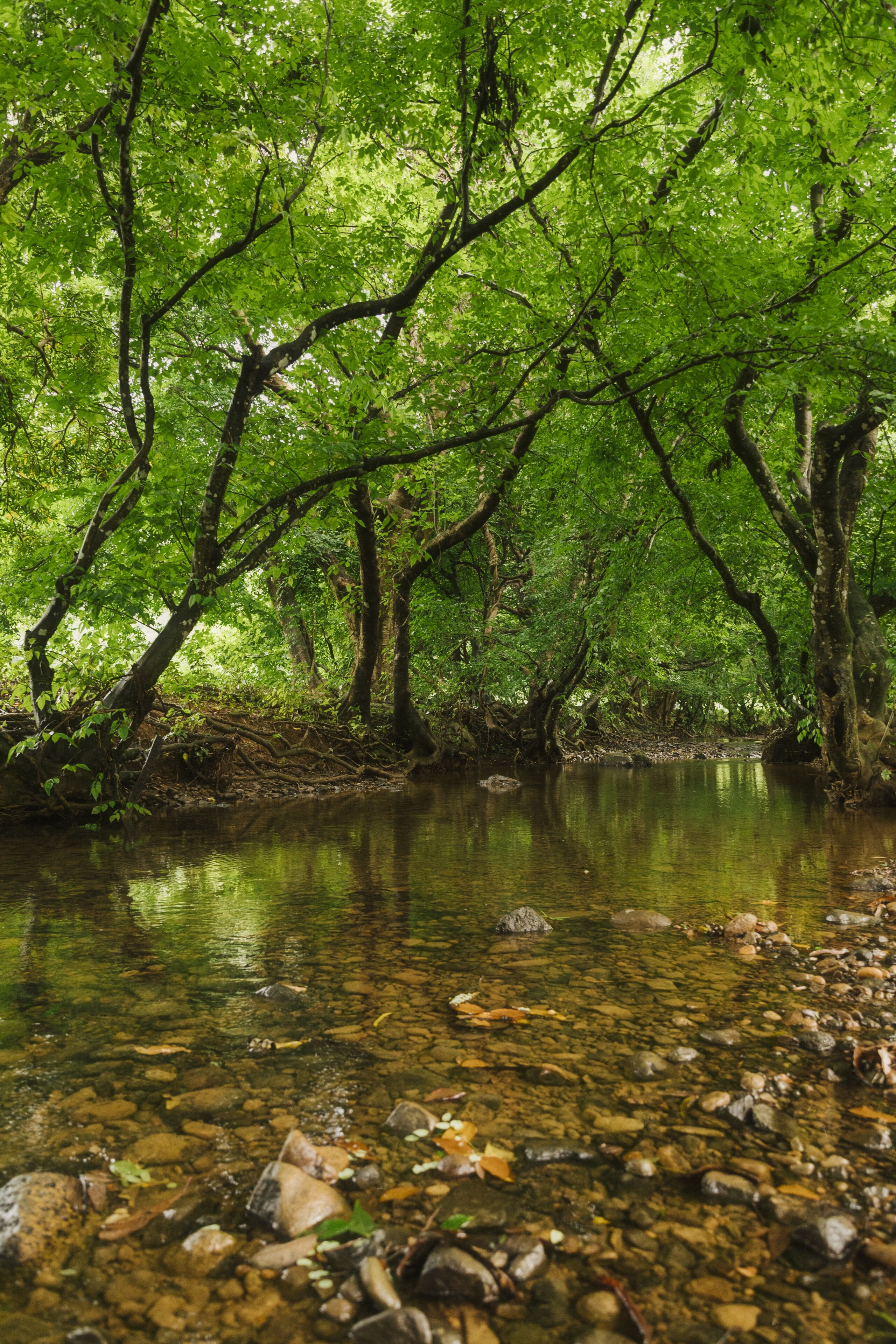 Photo - Ferney Nature Lodge