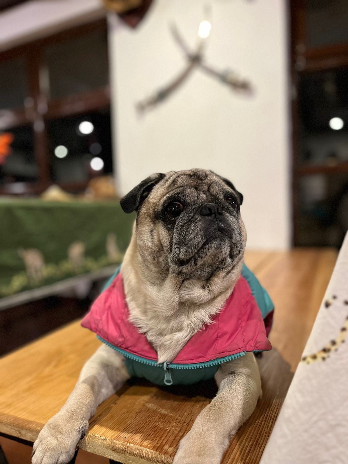 Un carlin portant un gilet rose, assis sur une table en bois.