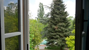 A view through a window of a garden with a large evergreen tree, a lawn, and a swimming pool. - Bresbot (Bressana Bottarone)