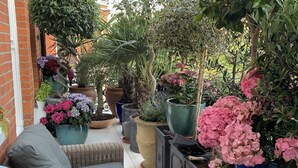 Un patio con mobili in vimini, piante in vaso e un muro in mattoni.